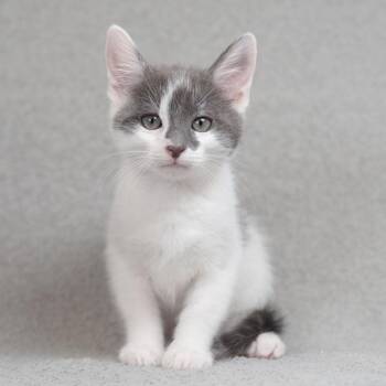 Toby -  Domestic Short Hair Cat for Adoption in Sunnyvale, California - Toby | PetCurious