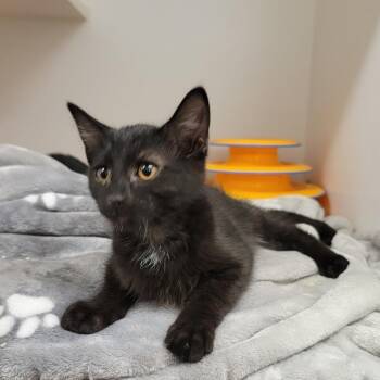 Susan -  Domestic Medium Hair Cat for Adoption in Phoenix, Arizona - Susan | PetCurious