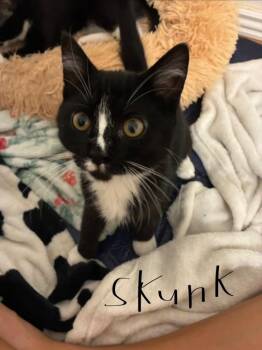 Skunk -  Domestic Short Hair Cat for Adoption in Ogden, Utah - Skunk | PetCurious