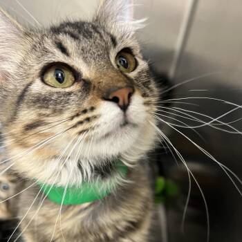 FIFA -  Domestic Medium Hair Cat for Adoption in Pekin, Illinois - FIFA | PetCurious