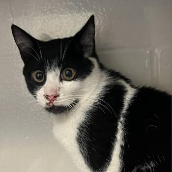 Succotash Sassafras Scuttlebutt -  Domestic Short Hair Cat for Adoption in Fairport, New York - Succotash Sassafras Scuttlebutt | PetCurious
