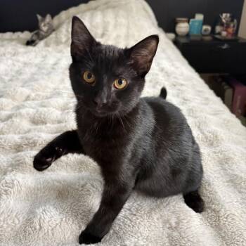 Domestic Short Hair Cats Available for Adoption in Spokane, Washington - Panther | PetCurious