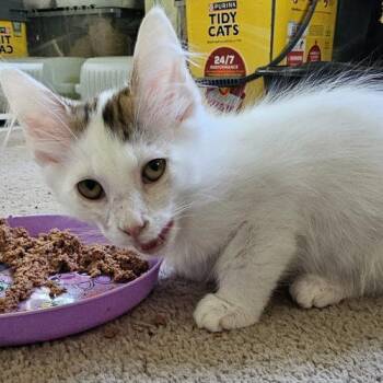 Ernie -  Domestic Long Hair Cat for Adoption in Knoxville, Tennessee - Ernie | PetCurious