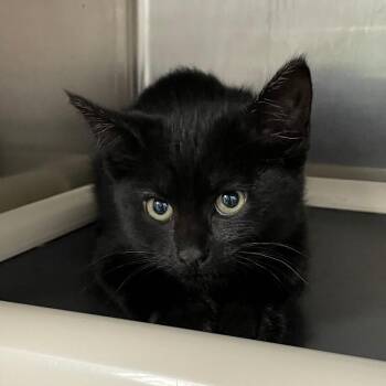 Domestic Short Hair Cats Available for Adoption in Roanoke, Virginia - Blackie | PetCurious
