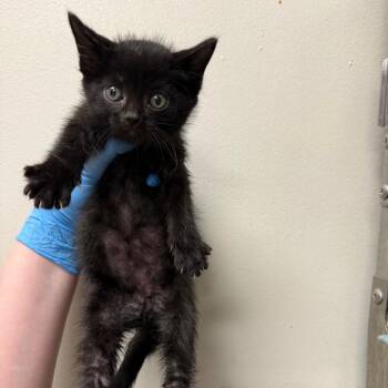 Almond -  Domestic Short Hair Cat for Adoption in Birmingham, Alabama - Almond | PetCurious