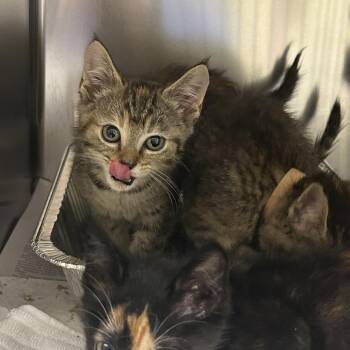 Mariah -  Domestic Short Hair Cat for Adoption in Asheville, North Carolina - Mariah | PetCurious