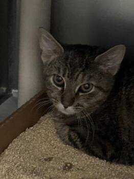 Domestic Short Hair Cats Available for Adoption - Willow | PetCurious