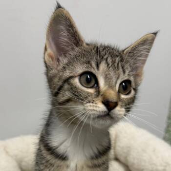 Jasmine -  Domestic Short Hair Cat for Adoption in Calverton, New York - Jasmine | PetCurious
