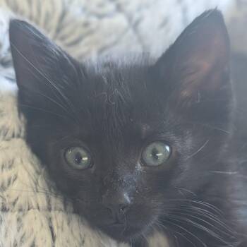 Domestic Short Hair Cats Available for Adoption in Portage, Michigan - Pizza | PetCurious