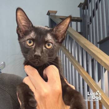 Rescue Domestic Short Hair Cats for Adoption in Washington, District Of Columbia - Rapture | PetCurious