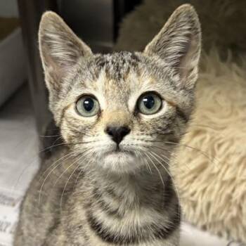 Rescue Torbie and Domestic Short Hair Cats for Adoption in North Myrtle Beach, South Carolina - Chip | PetCurious
