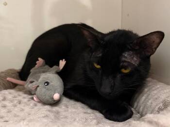 Domestic Short Hair Cats Available for Adoption in Fall River, Massachusetts - Squidward | PetCurious