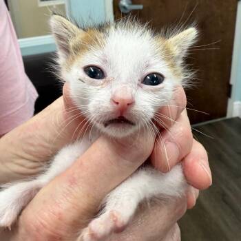 Domestic Short Hair Cats Available for Adoption in Buffalo, New York - Quijote | PetCurious