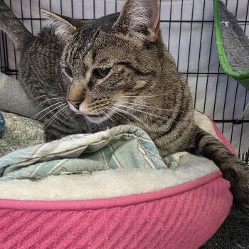 Rescue Domestic Short Hair Cats for Adoption in Hamburg, New York - Mia | PetCurious