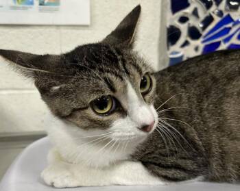Domestic Short Hair Cats Available for Adoption in Pensacola, Florida - DOT | PetCurious