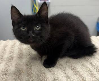CLEMENTINE CIDER -  Domestic Short Hair Cat for Adoption in Peoria, Illinois - CLEMENTINE CIDER | PetCurious