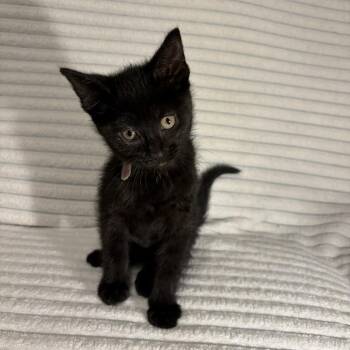 Mage -  Domestic Short Hair Cat for Adoption in Normal, Illinois - Mage | PetCurious