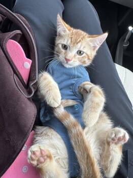 Clement -  Domestic Short Hair Cat for Adoption in Zephyrhills, Florida - Clement | PetCurious