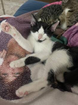 Domestic Short Hair Cats Available for Adoption in Dallas, Texas - Muppet | PetCurious