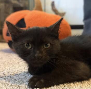 LucyG -  Domestic Medium Hair Cat for Adoption in North Highlands, California - LucyG | PetCurious