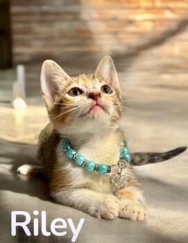 Riley -  Domestic Short Hair Cat Available for Adoption in Houston, Texas - Riley | PetCurious