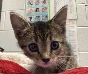 Baby Cakes -  Domestic Short Hair Cat for Adoption in Golden, Colorado - Baby Cakes | PetCurious