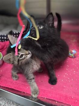Guppy -  Domestic Short Hair Cat for Adoption in Westland, Michigan - Guppy | PetCurious