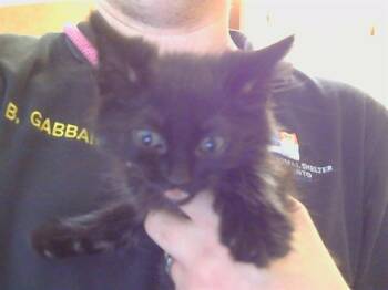 Domestic Medium Hair Cats Available for Adoption in Sacramento, California - ELVIRA | PetCurious