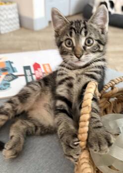 Piglet -  Domestic Short Hair and Tabby Cat Available for Adoption in Lake Monroe, Florida - Piglet | PetCurious