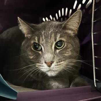 Domestic Short Hair Cats Available for Adoption - Silver | PetCurious