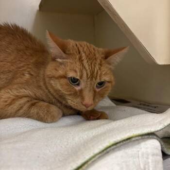 Domestic Short Hair Cats Available for Adoption in Dekalb, Illinois - Beautiful Brandy | PetCurious