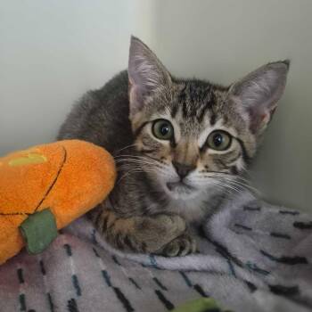 Hollis Carlsbad -  Domestic Short Hair Cat for Adoption in Denver, Colorado - Hollis Carlsbad | PetCurious