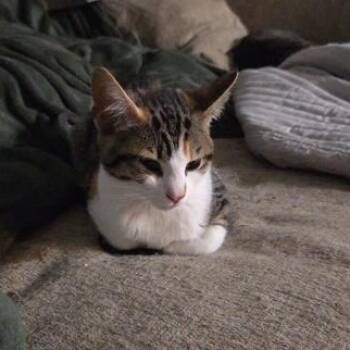 Tiger, Baby Yoda & Wild Thing - KITTENS -  Domestic Short Hair Cat for Adoption in Braintree, Massachusetts - Tiger, Baby Yoda & Wild Thing - KITTENS | PetCurious