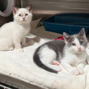 Sasha -  Domestic Short Hair Cat for Adoption in Cedaredge, Colorado - Sasha | PetCurious