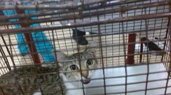 Domestic Short Hair Cats Available for Adoption in Doral, Florida - PREMARINA | PetCurious