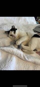 Domestic Short Hair Cats Available for Adoption - Cheese | PetCurious