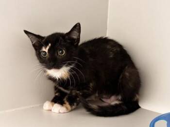 Rooney -  Domestic Short Hair Cat for Adoption in Fairfax, Virginia - Rooney | PetCurious
