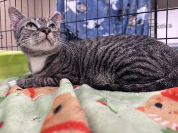 Allyson -  Domestic Short Hair Cat for Adoption in Panama City, Florida - Allyson | PetCurious