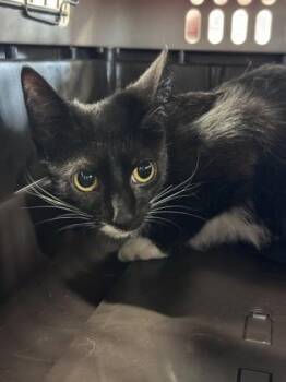 Glue stick -  Domestic Short Hair Cat for Adoption in West Chester, Pennsylvania - Glue Stick | PetCurious