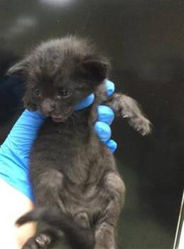 A1929258 -  Domestic Short Hair Cat for Adoption in Thousand Palms, California - A1929258 | PetCurious