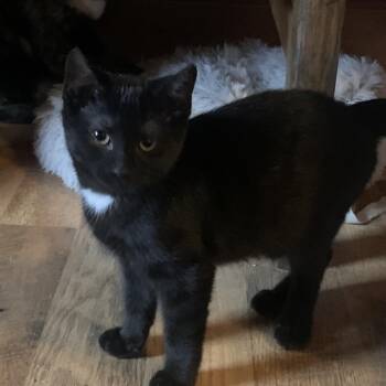 Pepper Estep -  Domestic Short Hair Cat Available for Adoption in Woodstock, Virginia - Pepper Estep | PetCurious