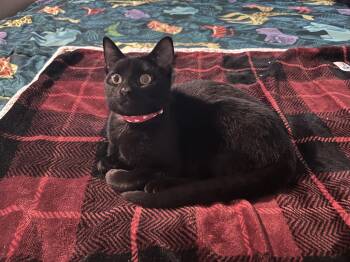 Shadow - (REM sleeping disorder) -  Domestic Short Hair Cat for Adoption in Neffsville, Pennsylvania - Shadow - (REM Sleeping Disorder) | PetCurious