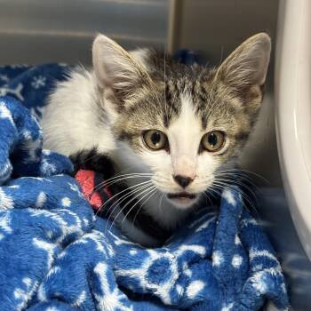 Elmer -  Domestic Short Hair Cat for Adoption in Collierville, Tennessee - Elmer | PetCurious