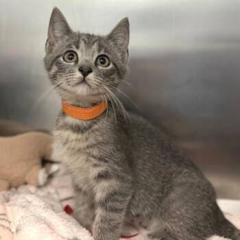 Shirley -  Domestic Short Hair Cat for Adoption in Marshall, Virginia - Shirley | PetCurious