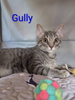 Gully Heber -  Domestic Short Hair and Tabby Cat for Adoption in Chandler, Arizona - Gully Heber | PetCurious