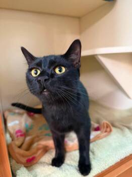 Carter -  Domestic Short Hair Cat for Adoption in Sebastian, Florida - Carter | PetCurious