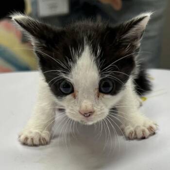 Murdock -  Domestic Short Hair Cat for Adoption in Lufkin, Texas - Murdock | PetCurious