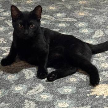 Pepper -  Domestic Short Hair Cat for Adoption in San Antonio, Texas - Pepper | PetCurious
