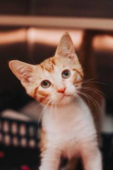 93383a Artie-PetSmart West Ashley -  Domestic Short Hair Cat for Adoption in North Charleston, South Carolina - 93383a Artie-PetSmart West Ashley | PetCurious