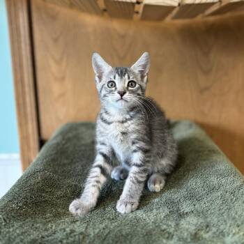 Earl Grey--In Foster -  Domestic Short Hair Cat for Adoption in Fargo, North Dakota - Earl Grey--In Foster | PetCurious